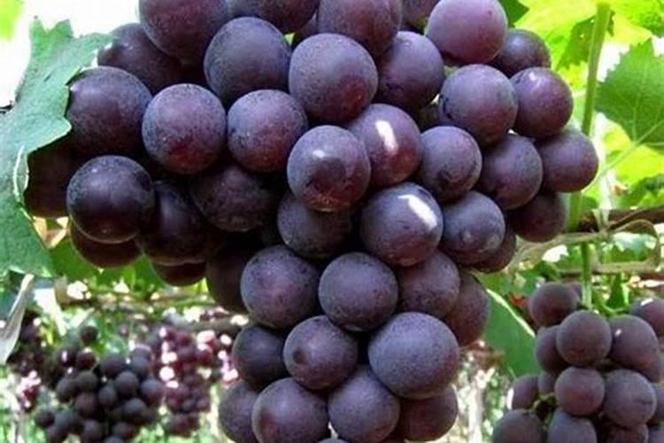 蓝宝石葡萄叶叶蓟马危害样,可以旁边阳光玫瑰葡萄叶片很正常,难道阳光玫 ...