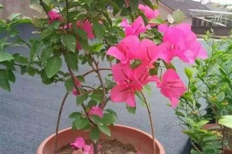 连续不断开花的三角梅花期施什么肥？