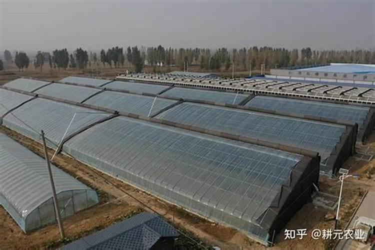 叶面肥三天喷一次可以吗