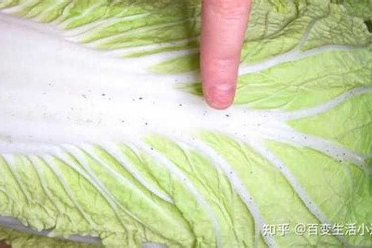 白菜最忌三种肥料