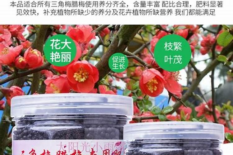 三叶梅怎么养殖方法