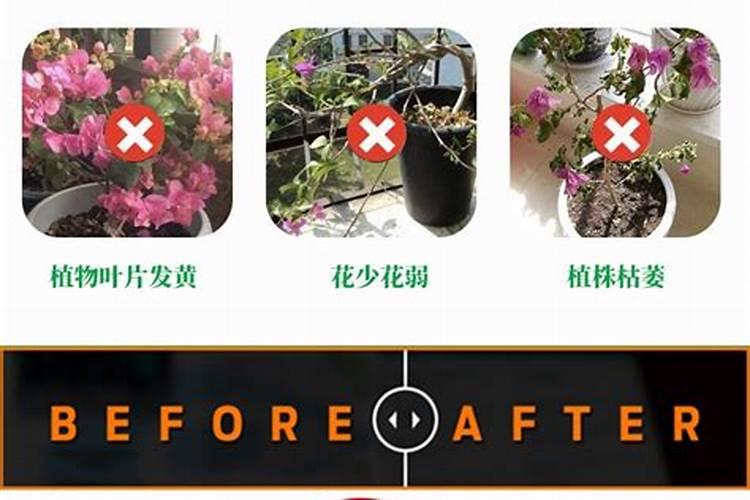 三叶梅的养殖方法和注意事项有哪些