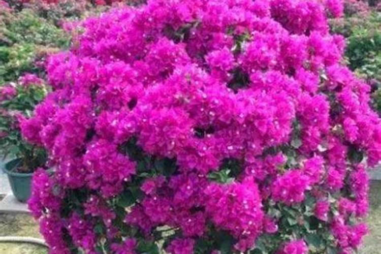 三叶梅的养殖方法和注意事项