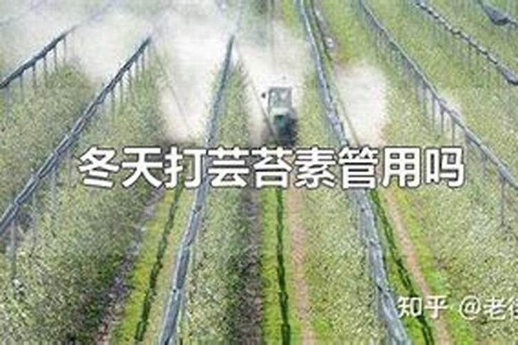 辣子打磷酸二氢钾和芸苔素上午好还是下午好？