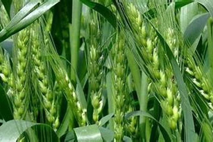 小麦打什么叶面肥高产