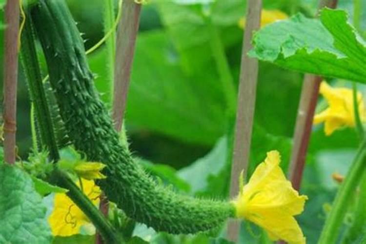 大棚种植黄瓜,要使用叶面肥吗？喷施叶面肥都要注意什么？