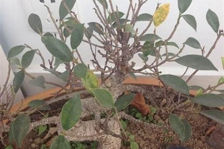 盆栽萍果树施复合肥叶子烧焦了,可以清水过滤这个方法补救吗？