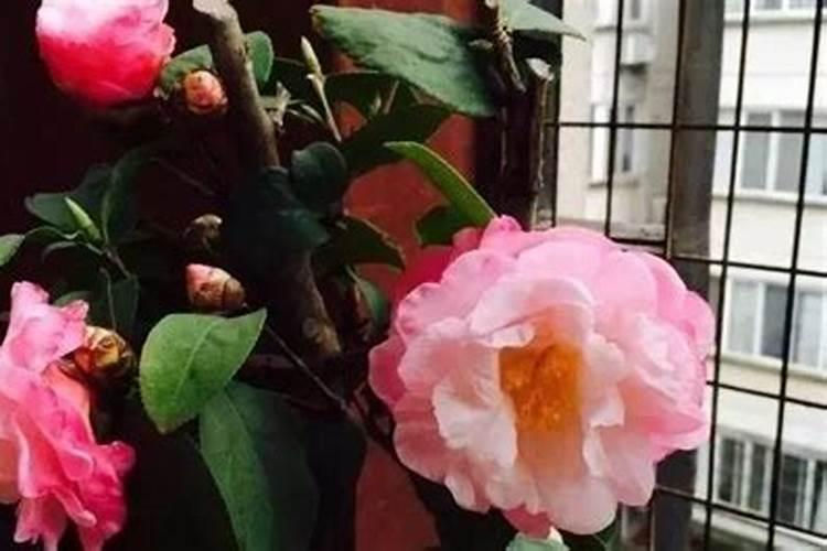 茶花用什么肥料好,茶花的四季施肥方法