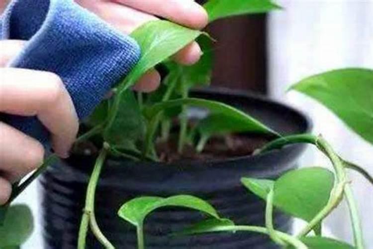 浇花什么时候浇比较好浇花什么时候浇比较好春天给花浇水最佳时间