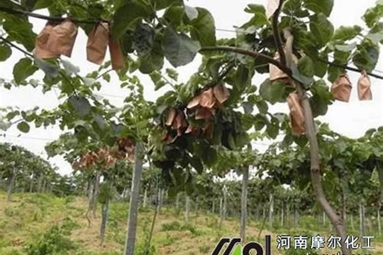 猕猴桃高钾水溶肥什么时候施最好？