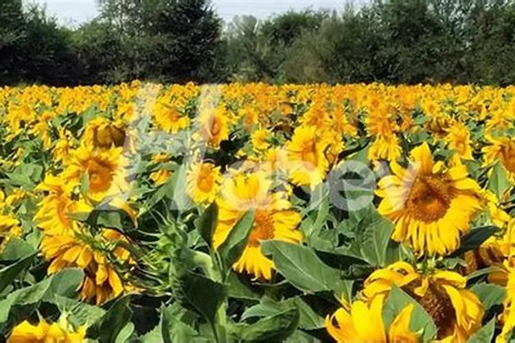葵花追肥用什么肥好(葵花前期需要冲施什么肥料来吸收)