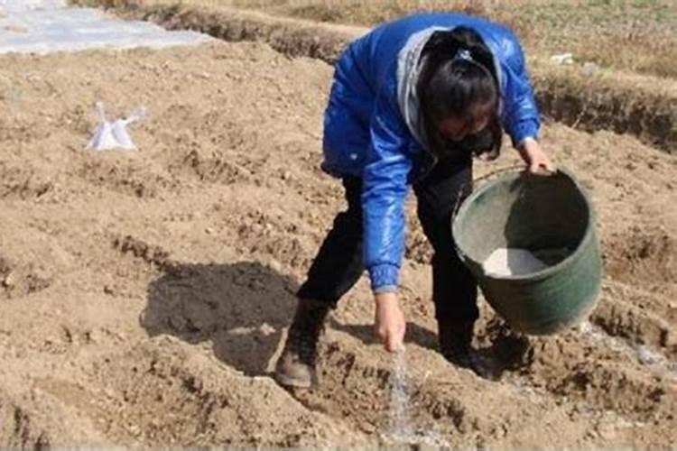 土豆施什么肥好