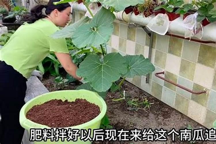 什么是叶面肥料 叶面肥料的作用原理是什么