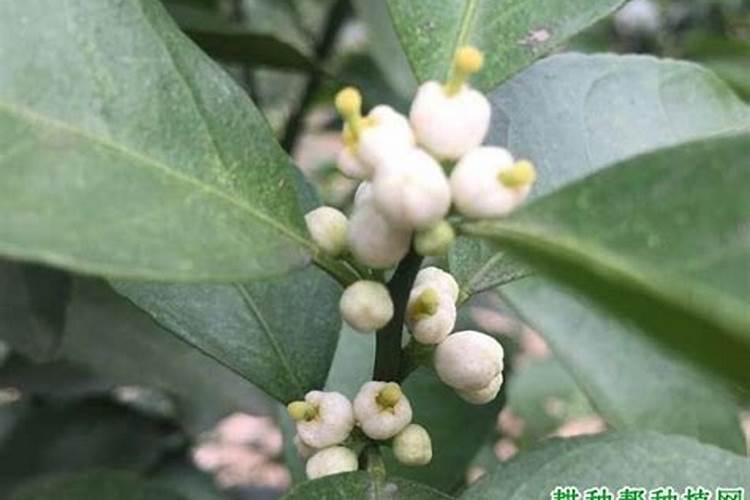 保花保果农药最佳配方