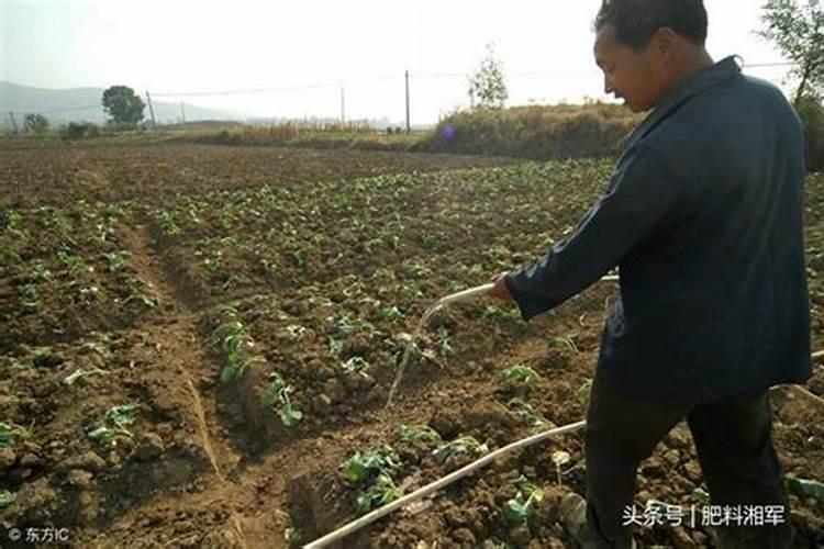秋季大蒜应该在什么时候种？如何做好管理呢？