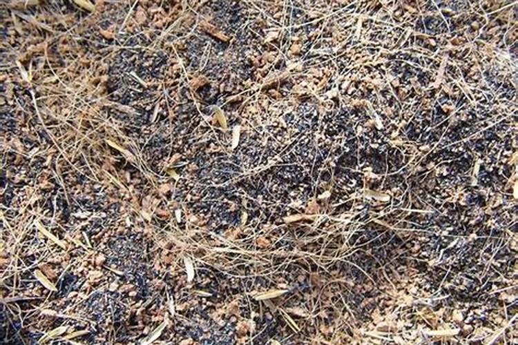 喝过的茶叶倒到花盆里,真的可以做肥料吗？