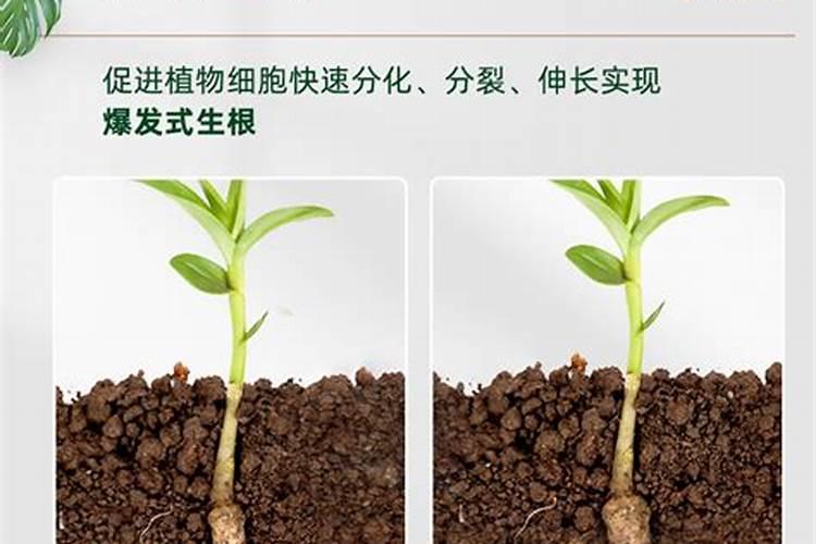 用什么肥可以丰根？