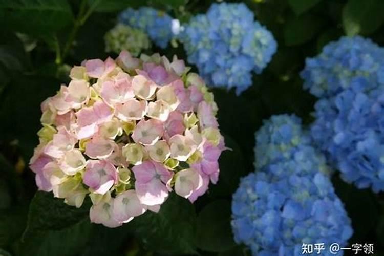 绣球花什么时候浇磷酸二氢钾