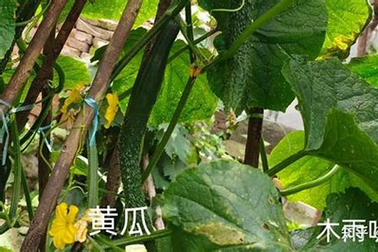 我室内养的杜鹃花快死了,请问如何救它？