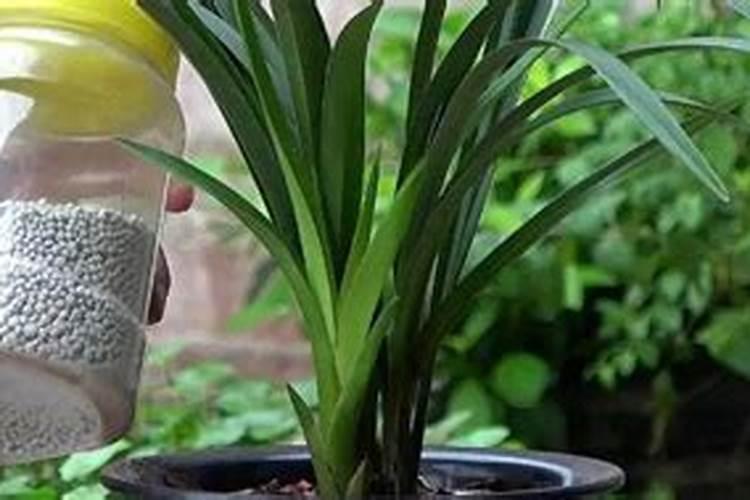 水培植物可以用水溶肥吗