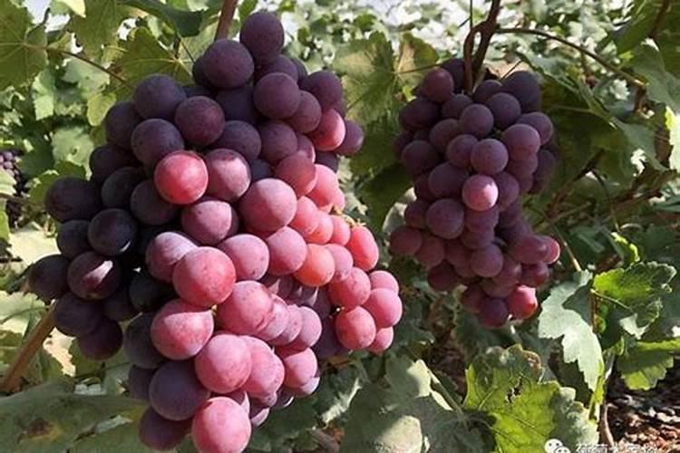 葡萄花后施什么肥料