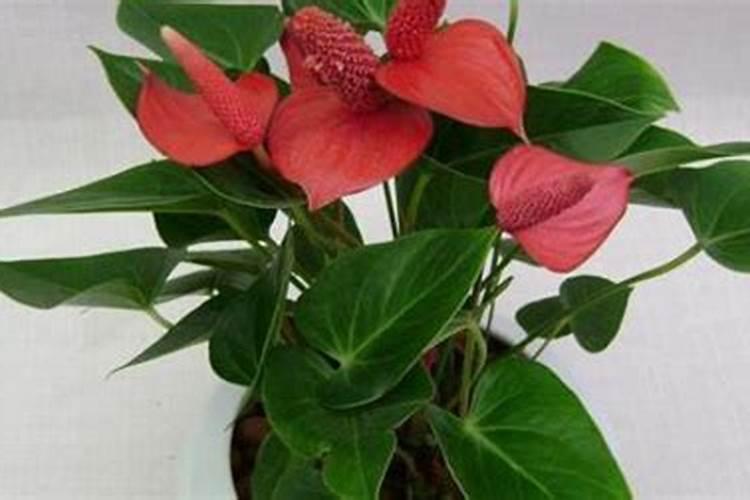 红掌花要用什么肥料才能养好？