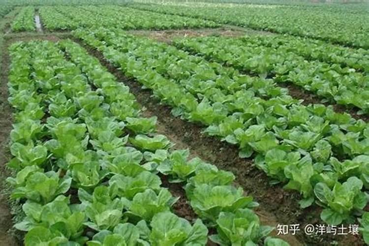 大白菜要想长得好,增施肥料不可少,在施肥上我们需要注意些什么？