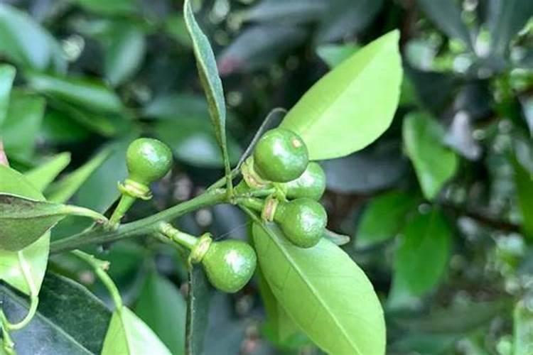 桔子开花期施什么肥好？