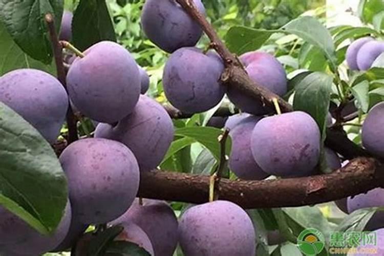 李子树开花后打什么药花结果不会掉落？