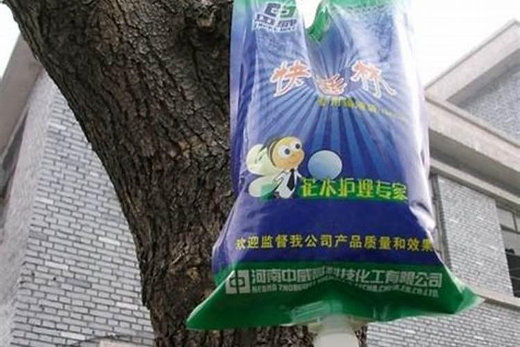 红糖和醋一起做叶面肥