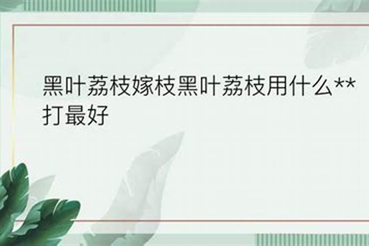 荔枝专用叶面肥什么好