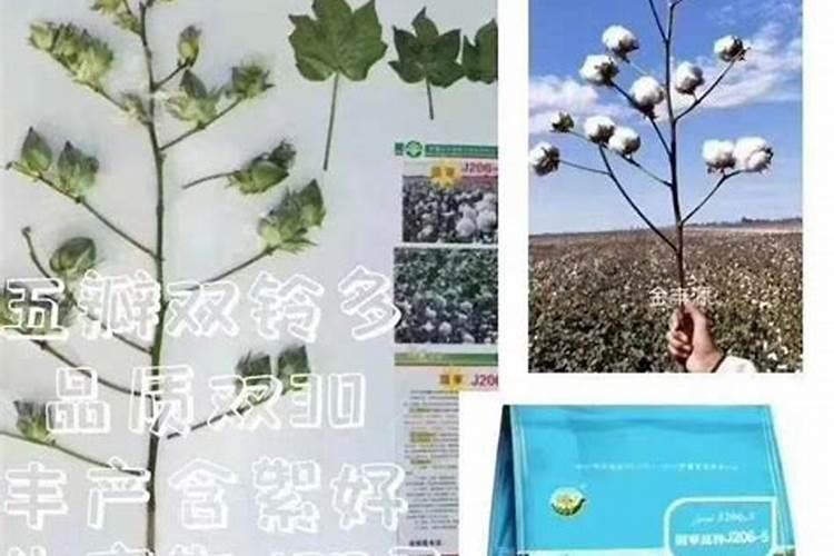 瓜子黄杨老桩多久浇一次水