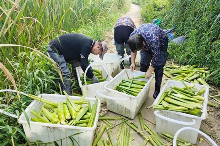 茭白最忌三种肥料