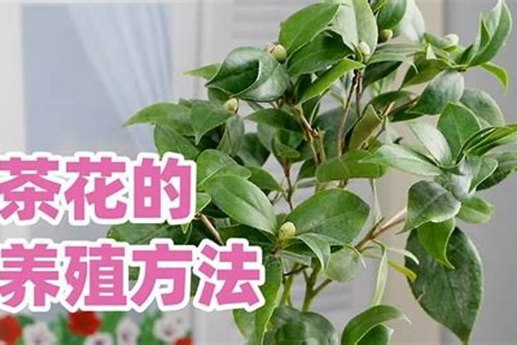 茶花孕蕾期正确的施肥方法