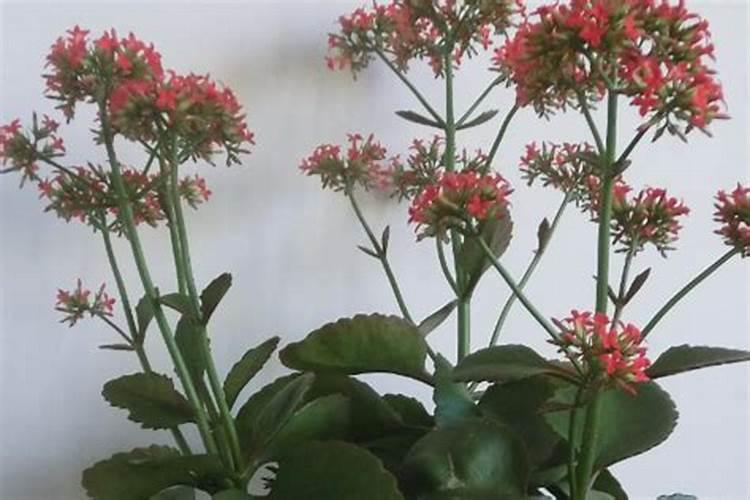 长寿花施肥方法