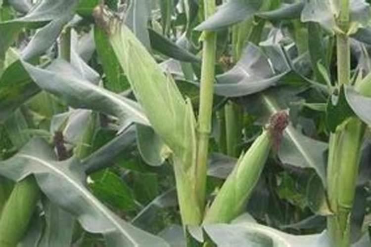 种玉米用什么化肥最好？