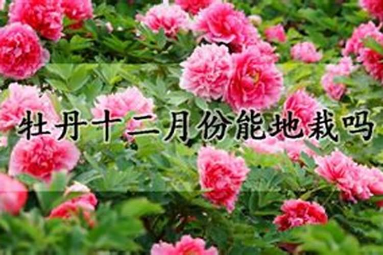 什么蔬菜水果含微量元素多？