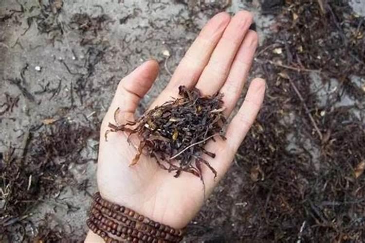 海藻肥适合什么植物施用!效果怎么样？
