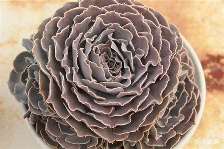 多肉植物可以施氮肥吗 多肉植物能施氮肥吗