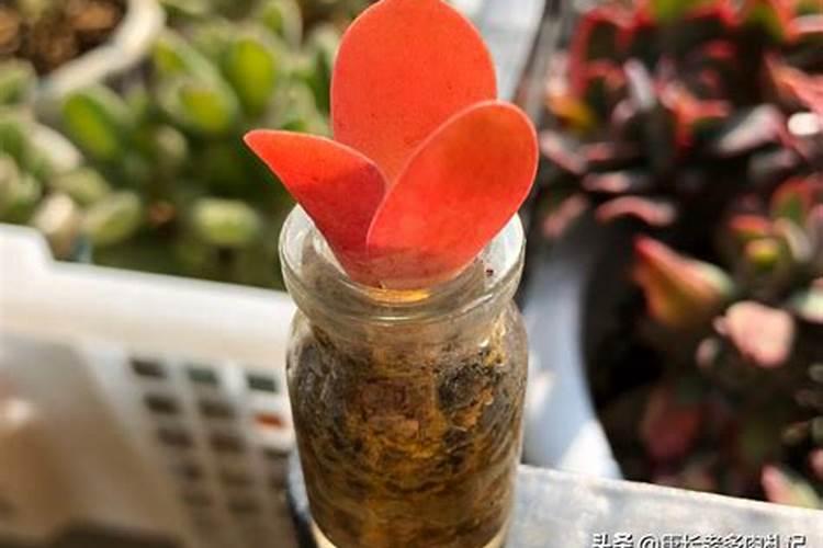 多肉植物施什么肥容易爆盆