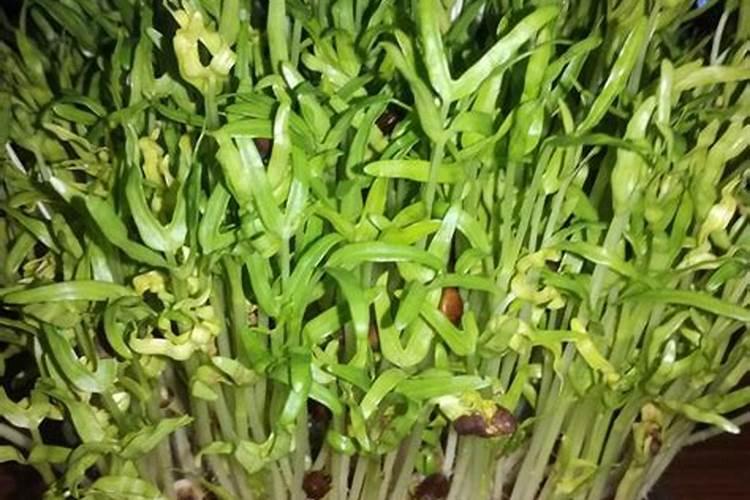 种苦瓜施什么肥高产