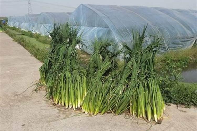 茭白施肥用尿素还是用复合肥好？