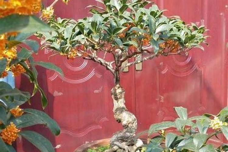 桂花树怎样施肥 桂花树如何施肥