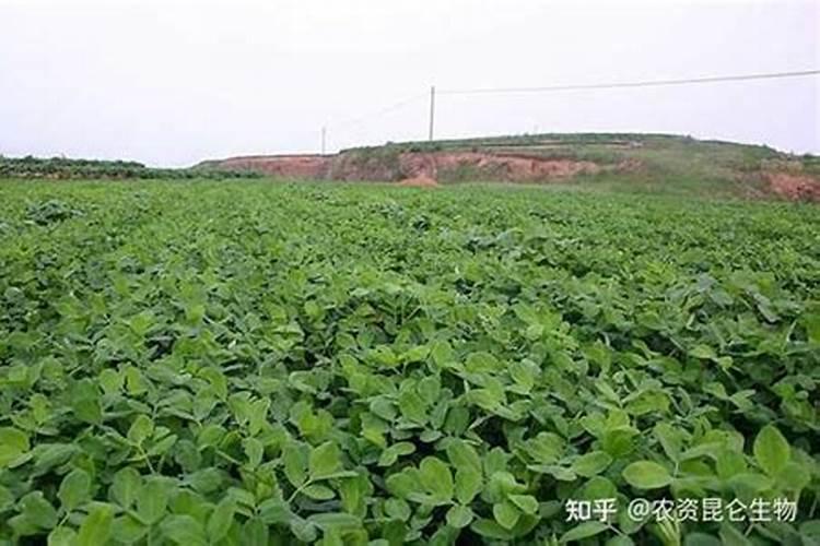 什么肥料促进根系生长