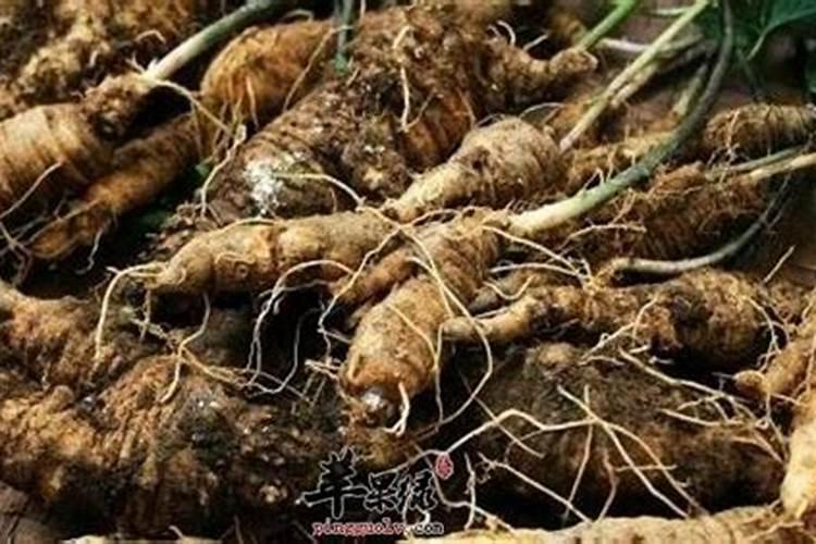 常被误认为是“野草”,殊不知是价值珍贵的“四叶参”,好好珍惜