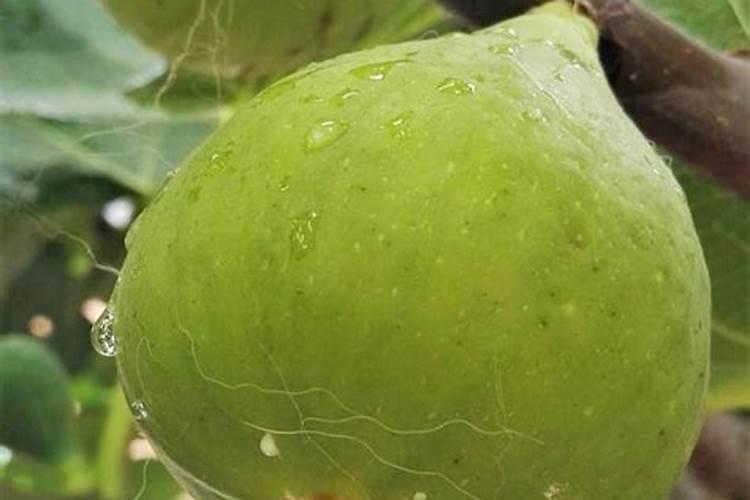 无花果树一年四季怎择施肥？