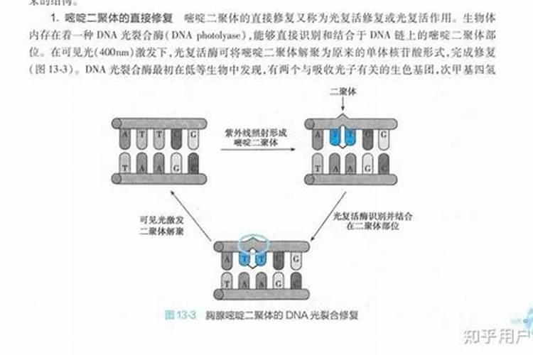 用鱼内脏做液体肥用的蛋白酶是哪种