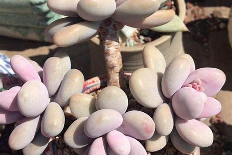 室内盆栽花卉施什么肥