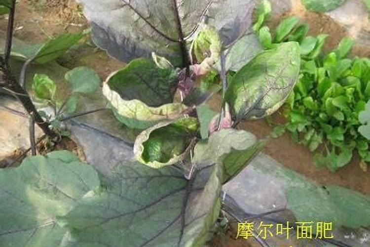 茄子长的慢喷什么叶面肥好？