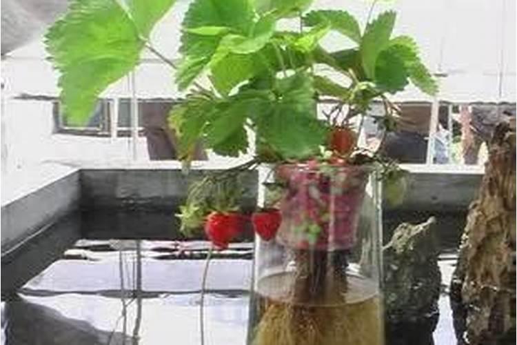草莓水培种植技术